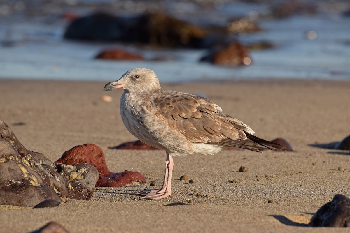 Yellow-footed Gull - ML41262841