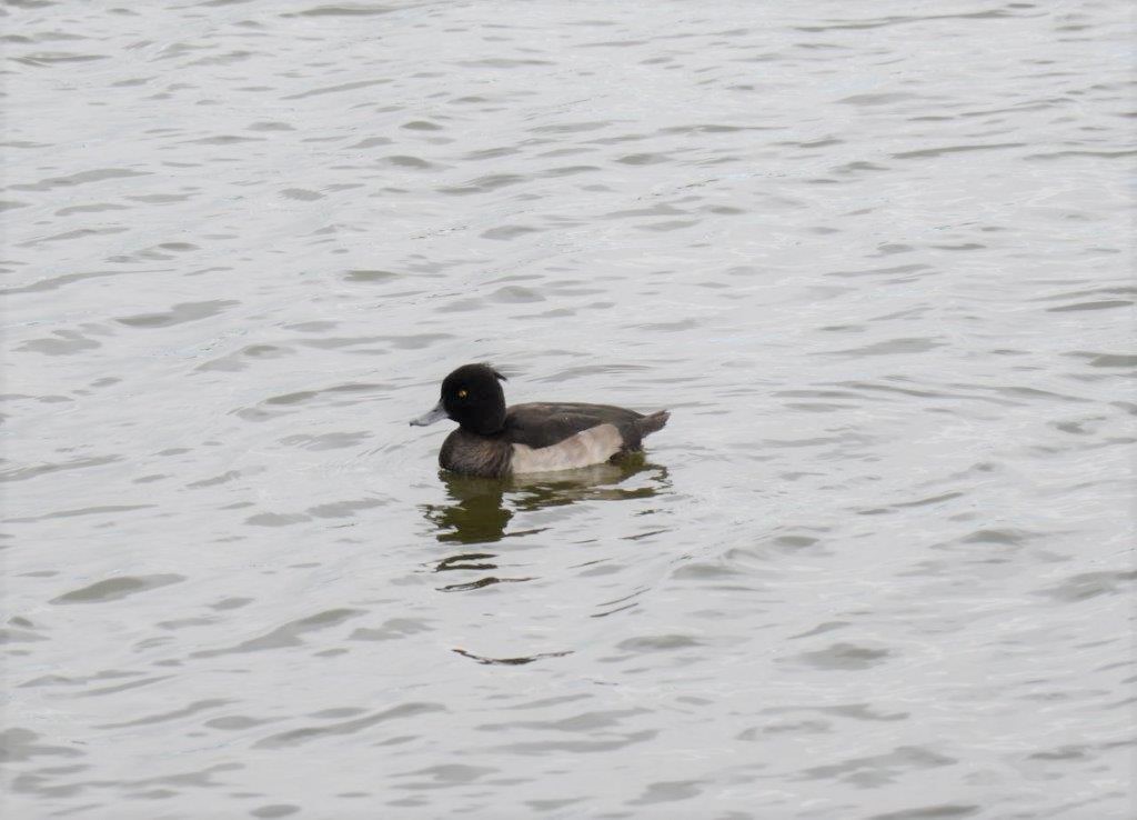 Tufted Duck - ML412637031
