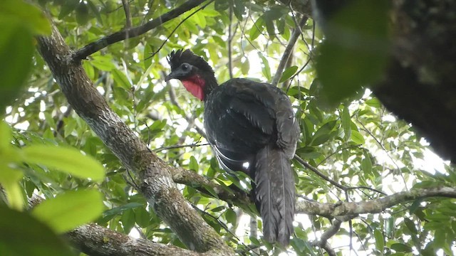 Crested Guan - ML412641171