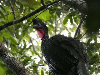 Crested Guan, ML412641191