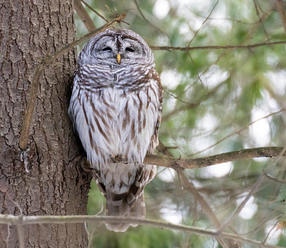 Barred Owl - Robert Bochenek