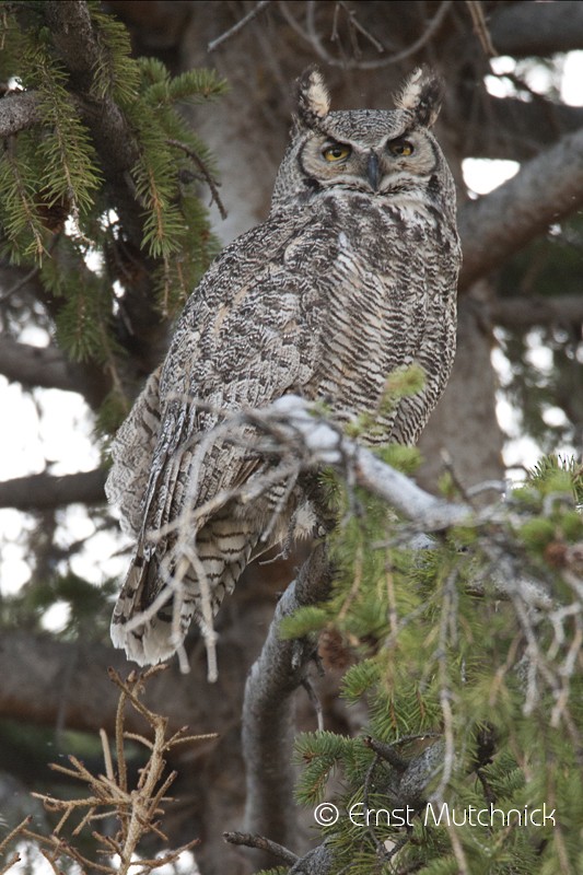 Great Horned Owl - ML41264571