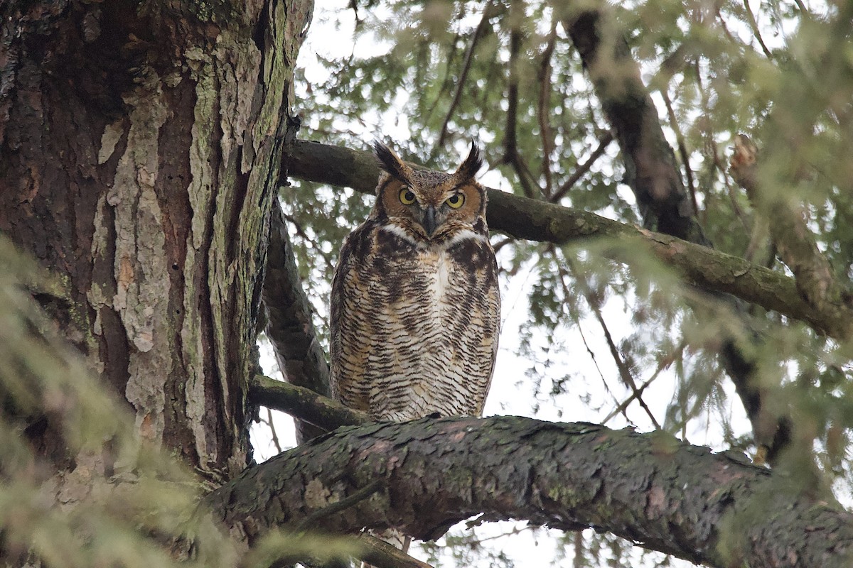 Great Horned Owl - ML412657211