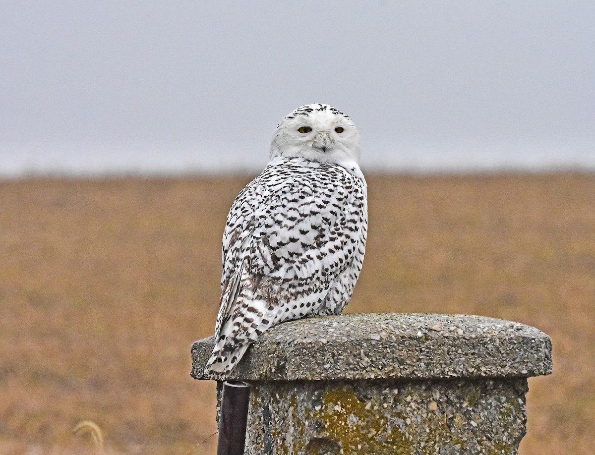 Snowy Owl - ML412658861