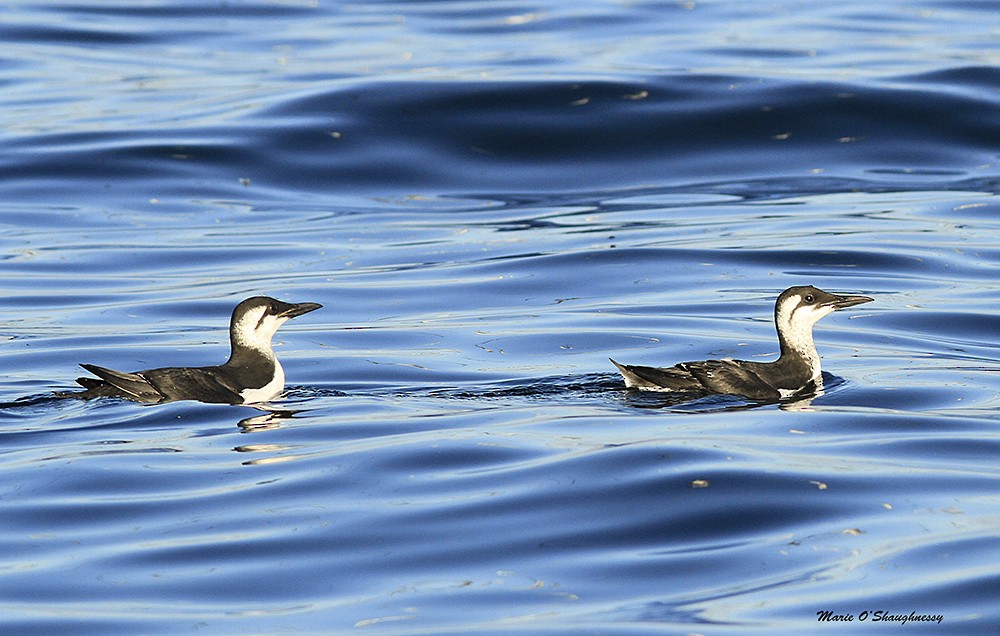 Common Murre - Marie O'Shaughnessy