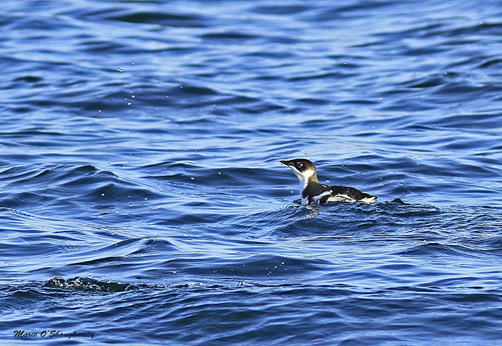 Marbled Murrelet - Marie O'Shaughnessy