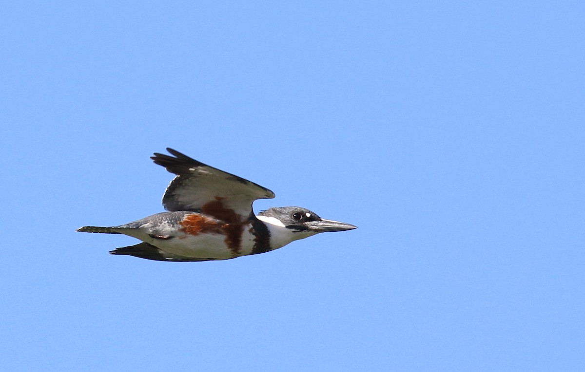 Belted Kingfisher - ML41267311
