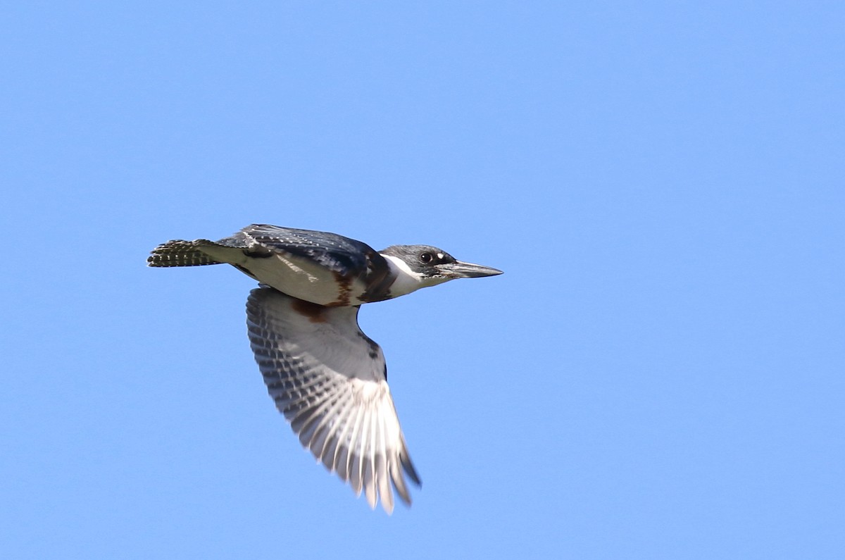 Belted Kingfisher - ML41267371