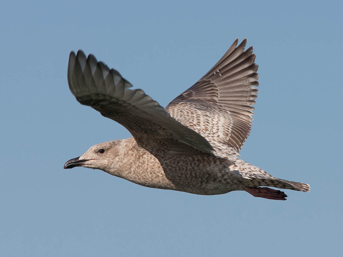 Iceland Gull (Thayer's) - Mike Cameron