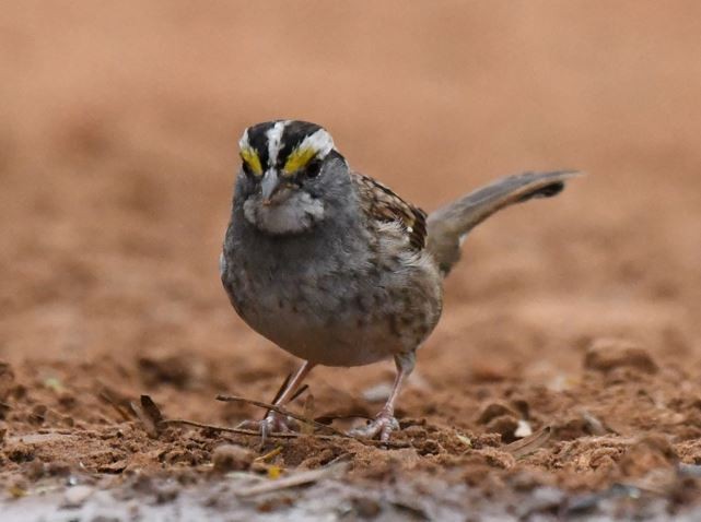 White-throated Sparrow - Mike Umscheid