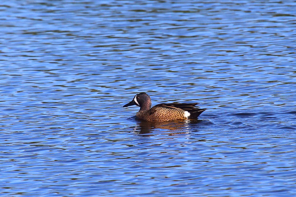 Blue-winged Teal - ML412679201
