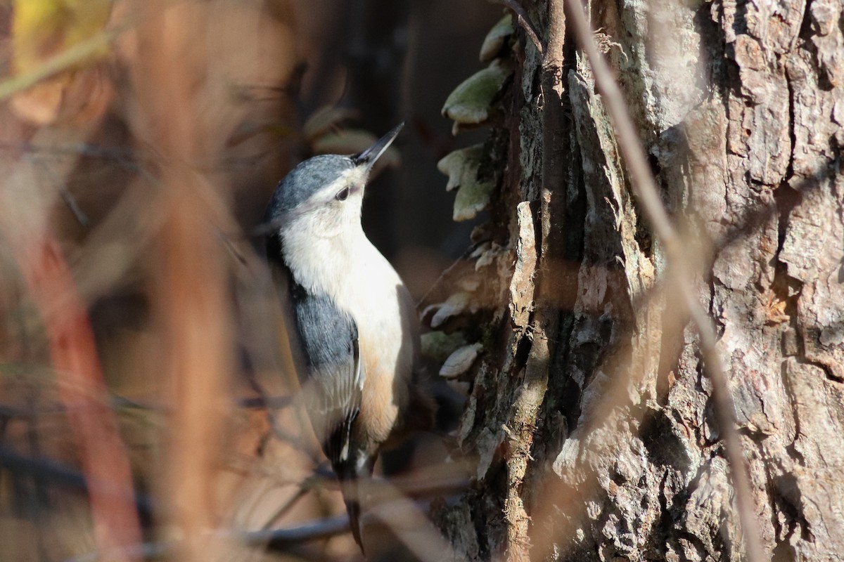 White-breasted Nuthatch (Eastern) - ML412682381