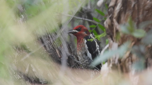 Red-breasted Sapsucker - ML412684461