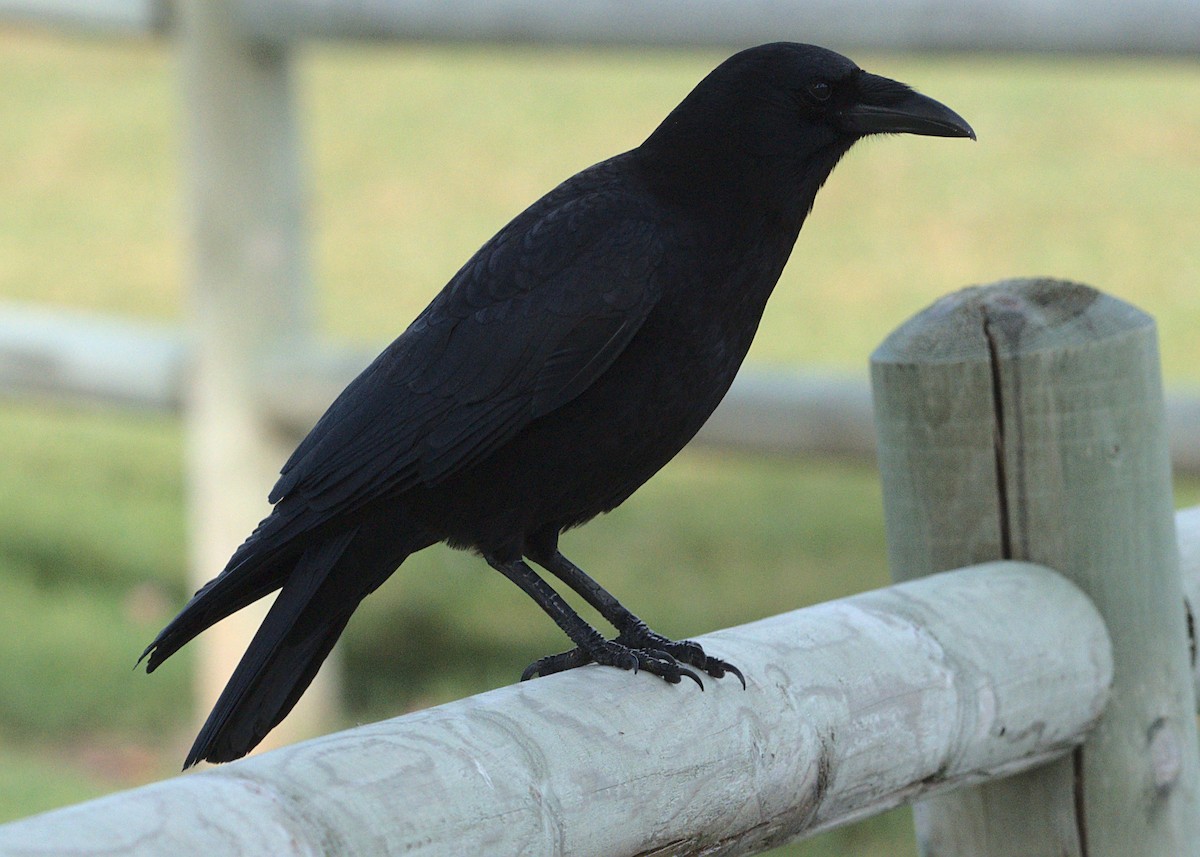 crow/raven sp. - ML412686731