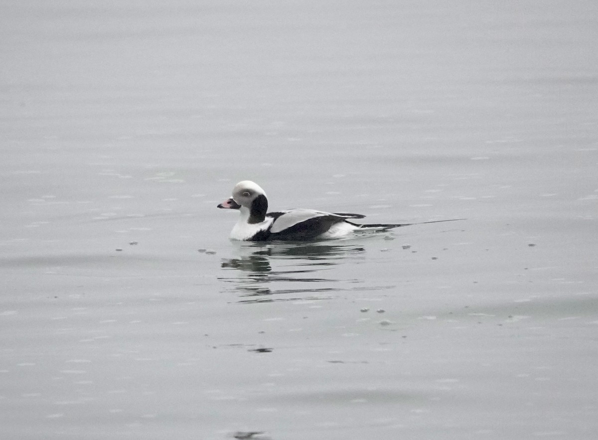 Long-tailed Duck - ML412686851