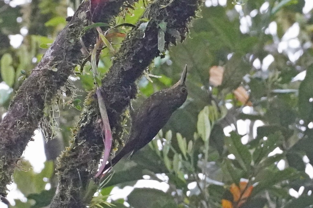 Spotted Woodcreeper - ML412689421