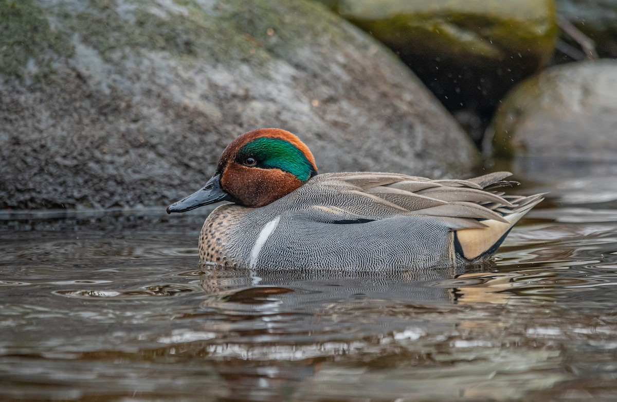 Green-winged Teal - ML412689481
