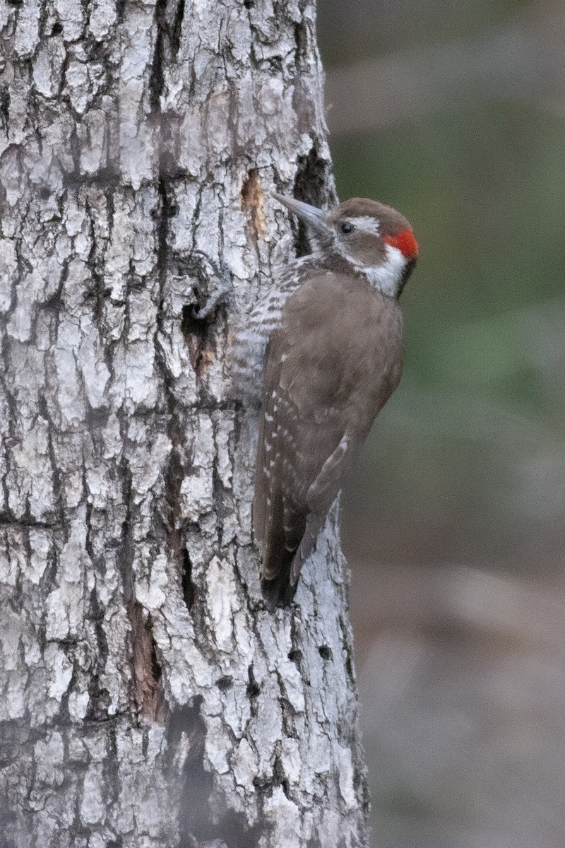 Arizona Woodpecker - ML412689531