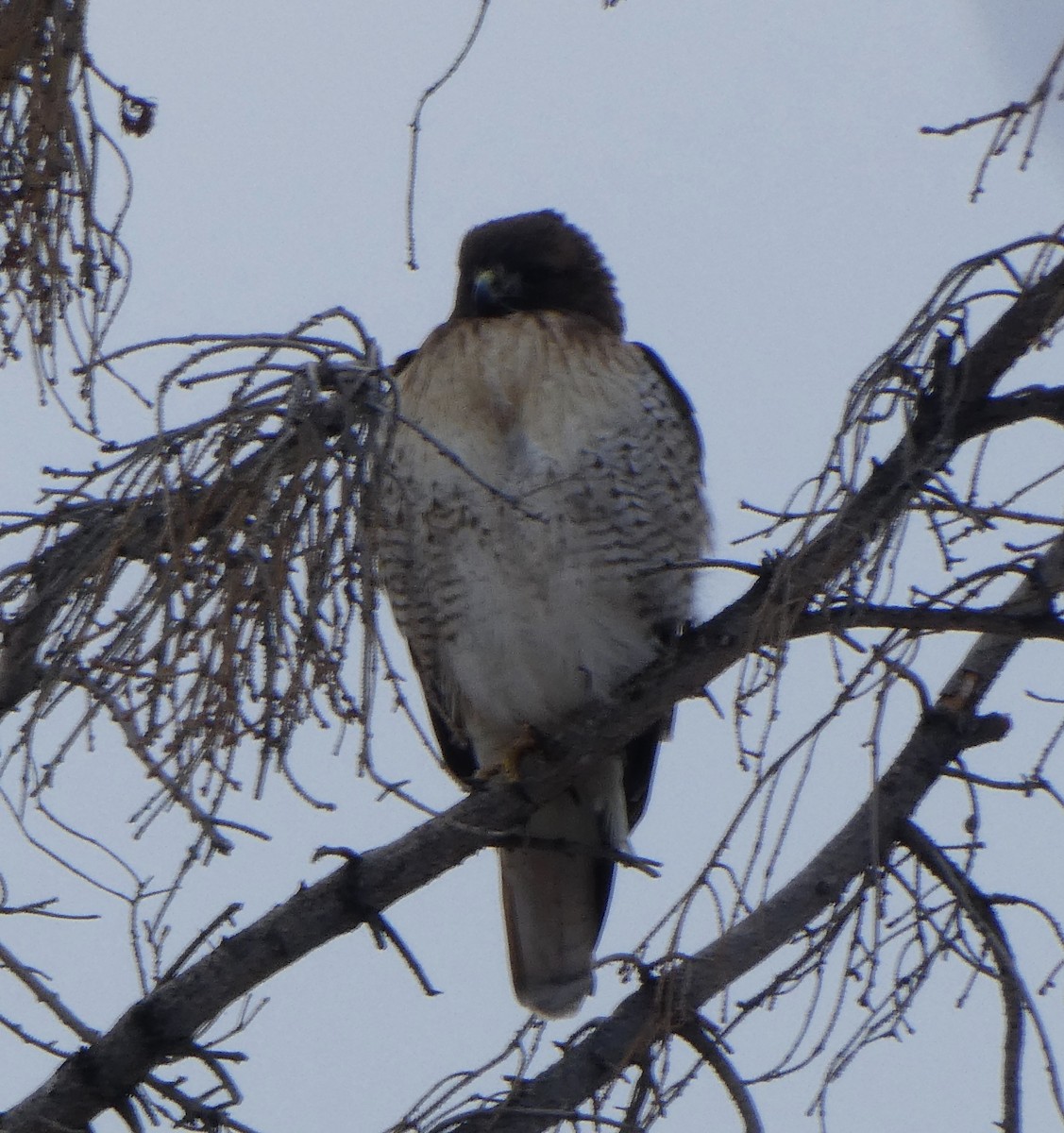 Red-tailed Hawk - ML412692421