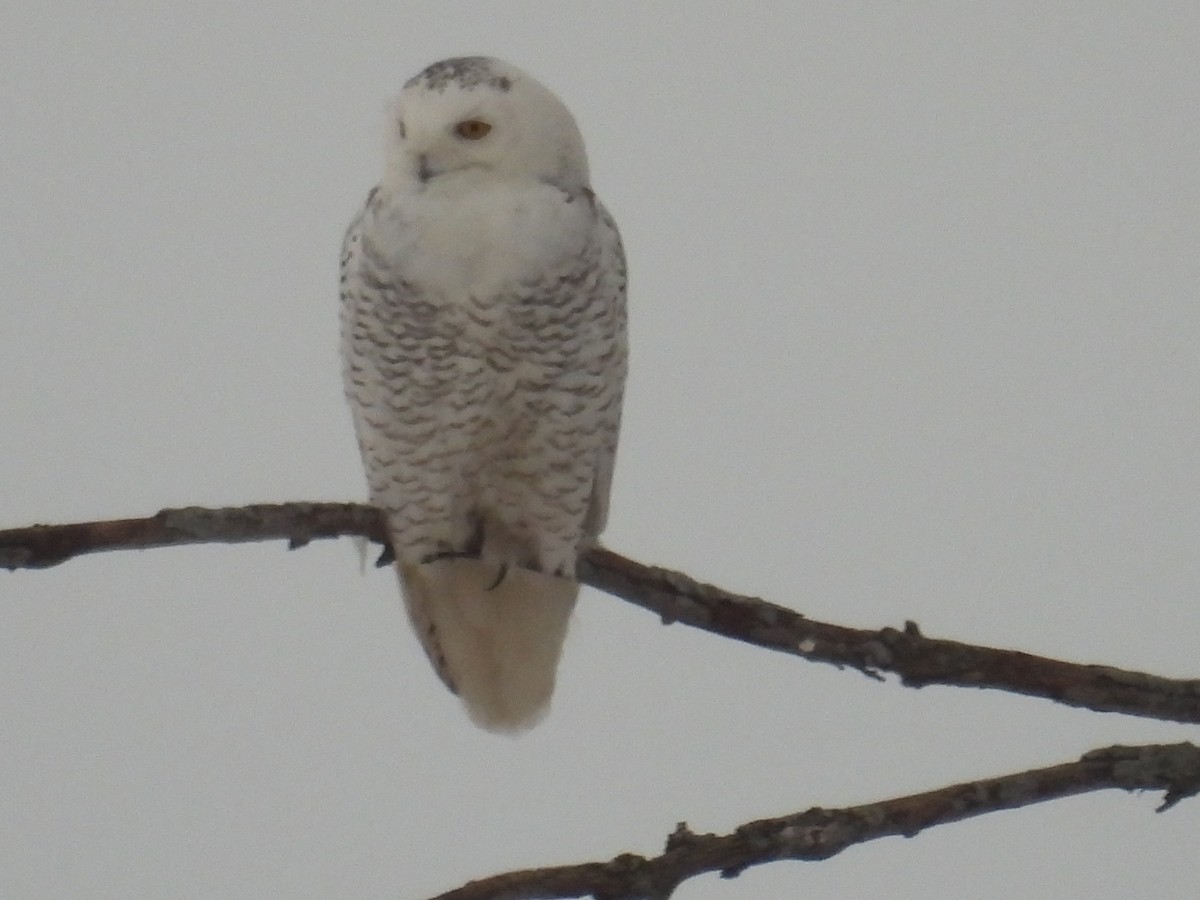 Snowy Owl - ML412701901