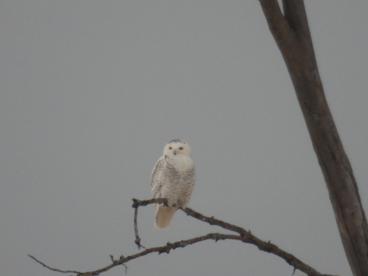 Snowy Owl - ML412702141