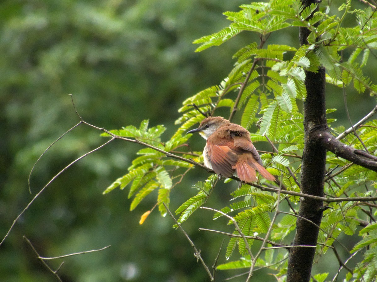 Yellow-chinned Spinetail - Ivan Prates