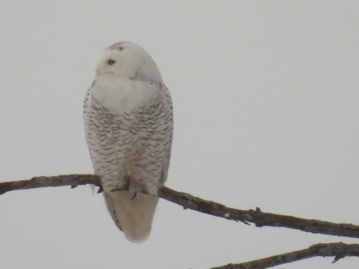 Snowy Owl - ML412703261