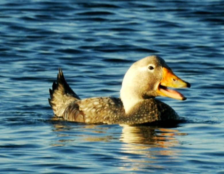 White-headed Steamer-Duck - ML412703641