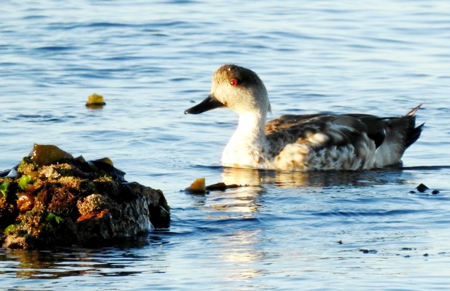 Crested Duck - ML412703791