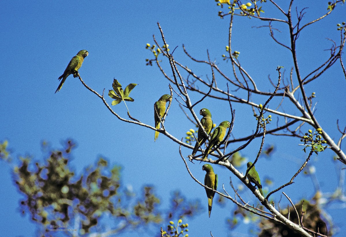 Olive-throated Parakeet - ML412706251