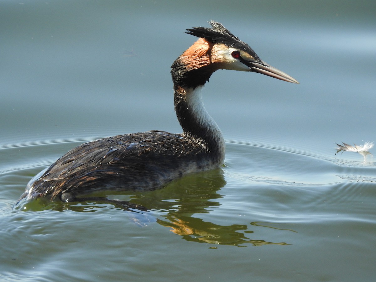 Great Crested Grebe - ML412710671