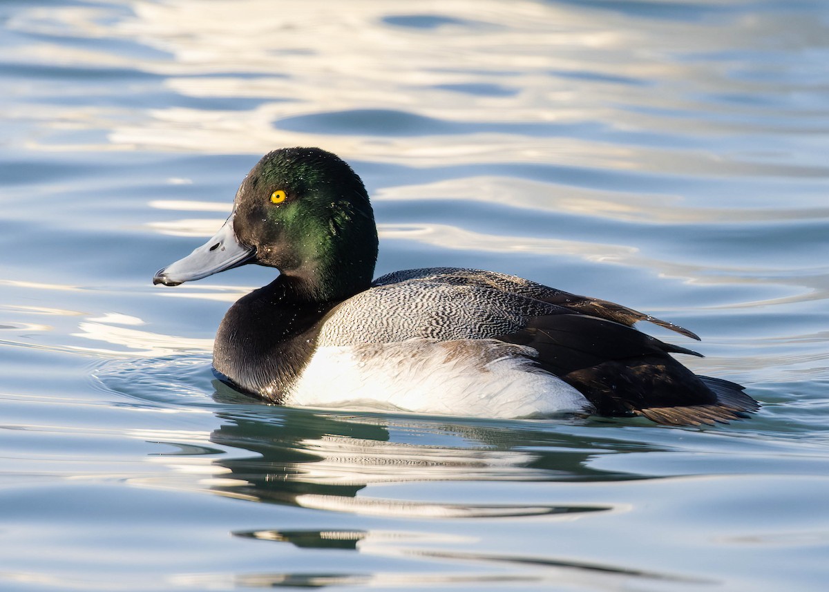 Greater Scaup - ML412711401