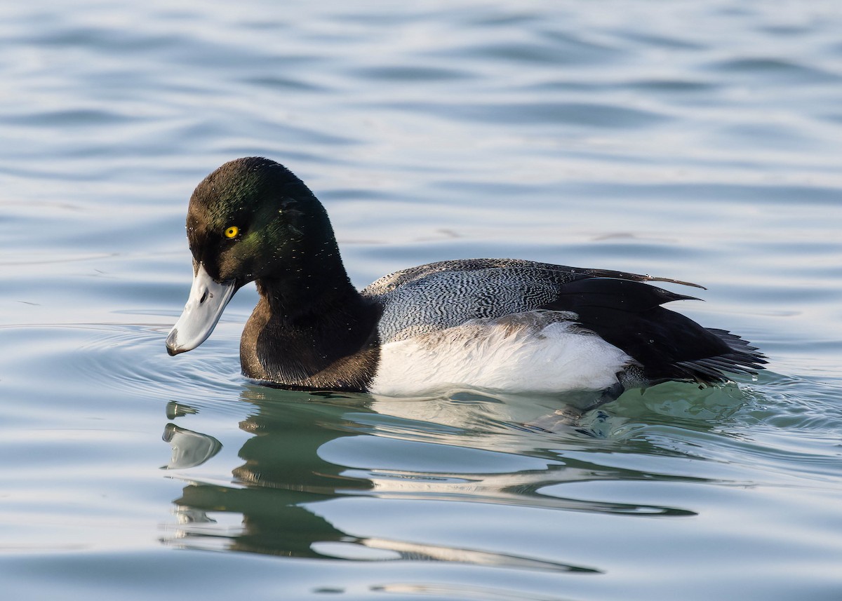 Greater Scaup - ML412711421