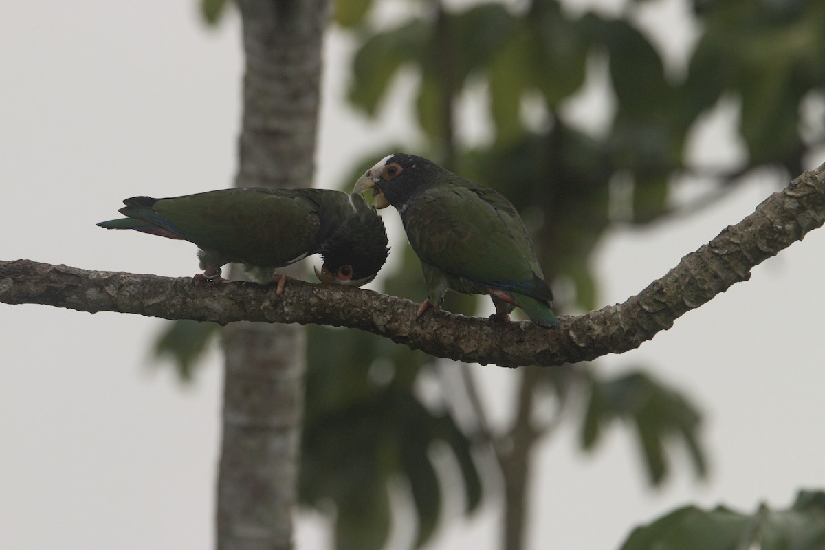 White-crowned Parrot - ML412712611