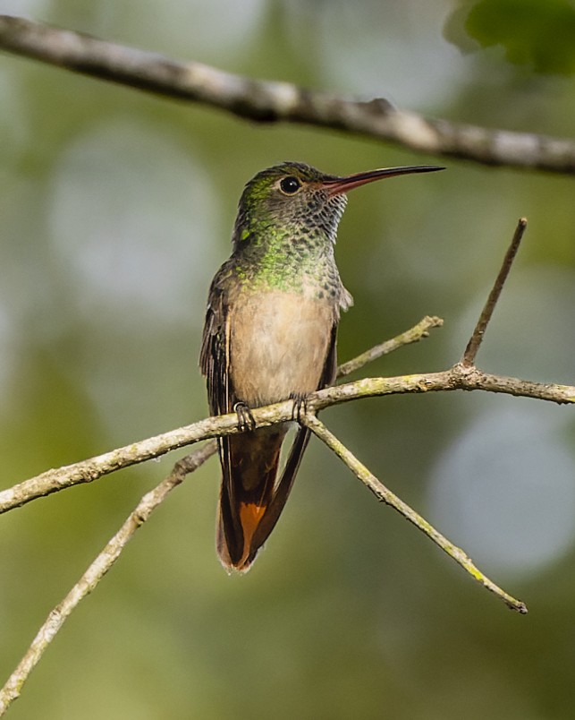 Buff-bellied Hummingbird - ML412713421