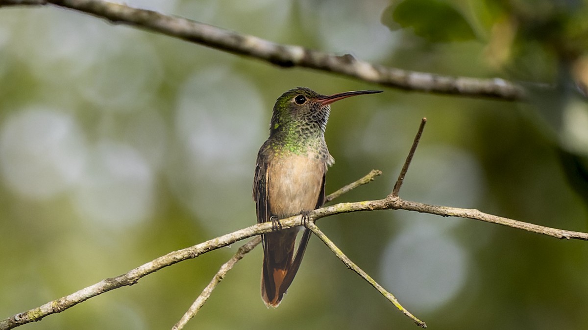 Buff-bellied Hummingbird - ML412713431