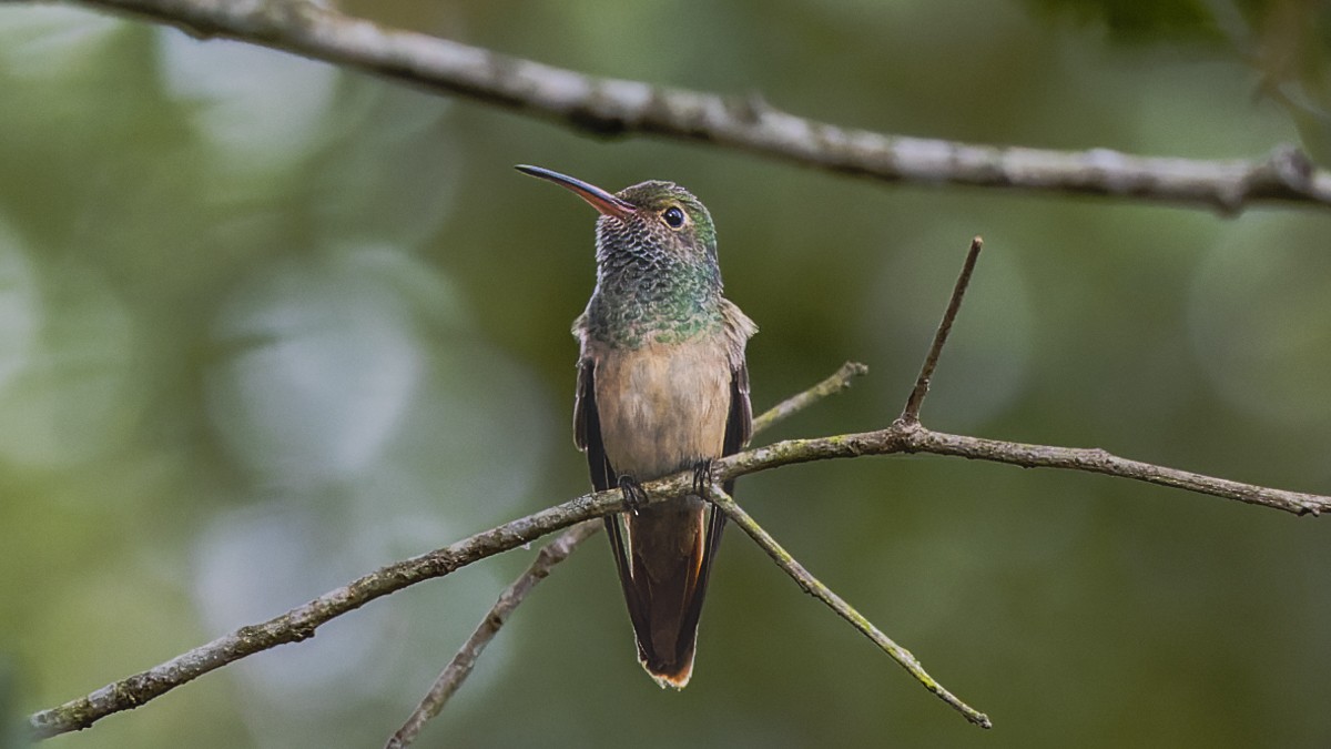 Buff-bellied Hummingbird - ML412713441