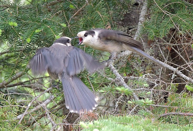 Canada Jays: the real early birds