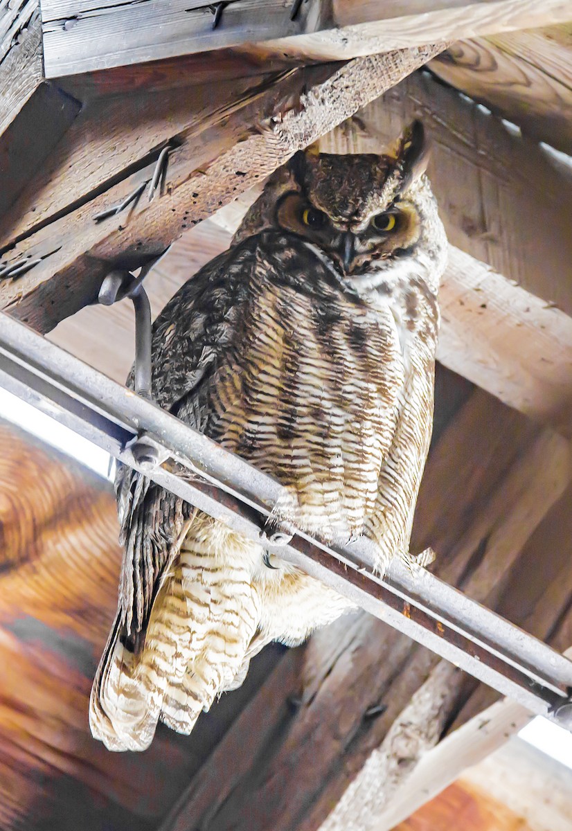 Great Horned Owl - ML41272591