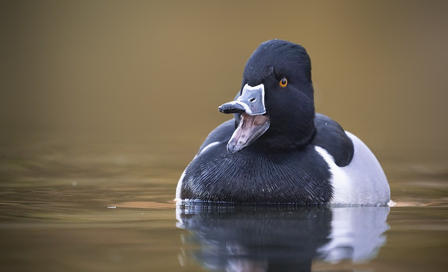 Ring-necked Duck