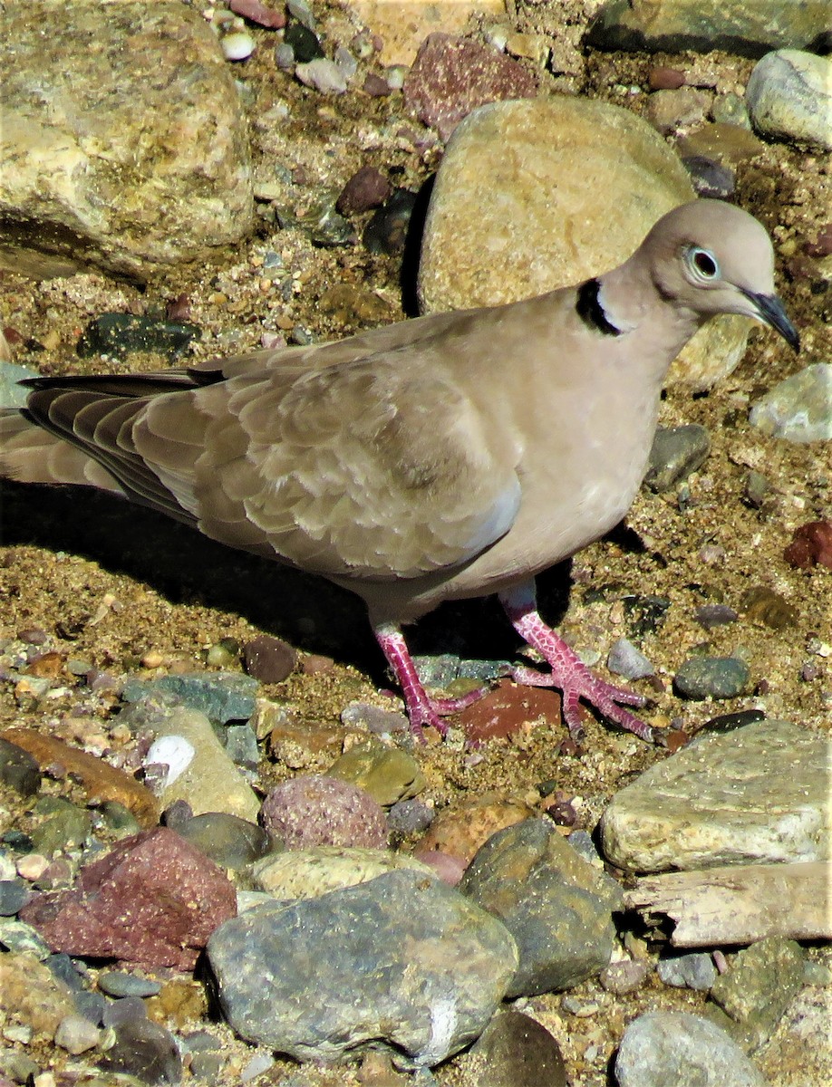 Eurasian Collared-Dove - ML412730511
