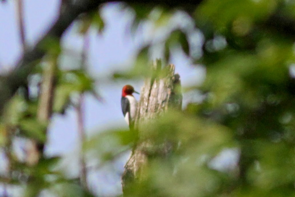 Red-headed Woodpecker - ML41273521