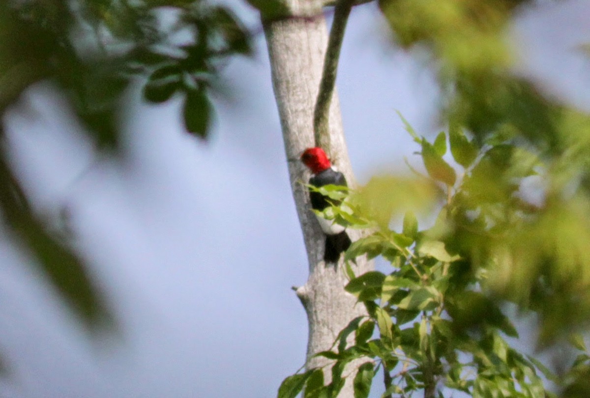 Red-headed Woodpecker - ML41273531