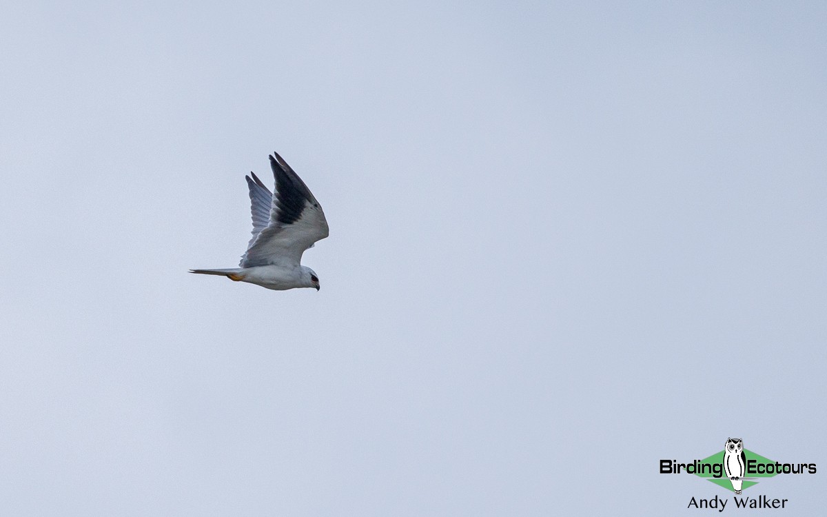 Black-winged Kite - Andy Walker - Birding Ecotours