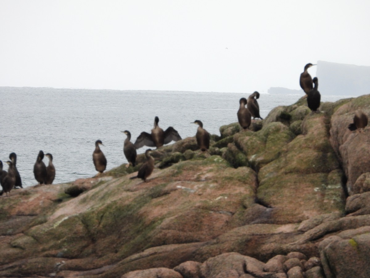 Great Cormorant (North Atlantic) - ML412741481
