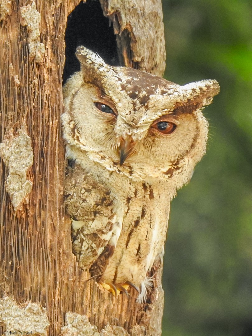 Indian Scops-Owl - Anonymous