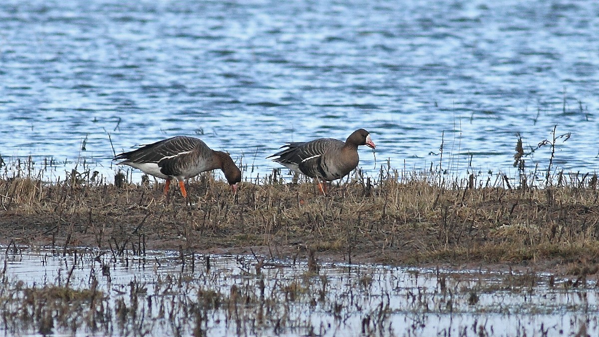 Greater White-fronted Goose - ML412746551