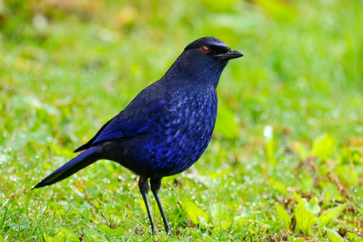 Тайваньская синяя птица - ML412755371
