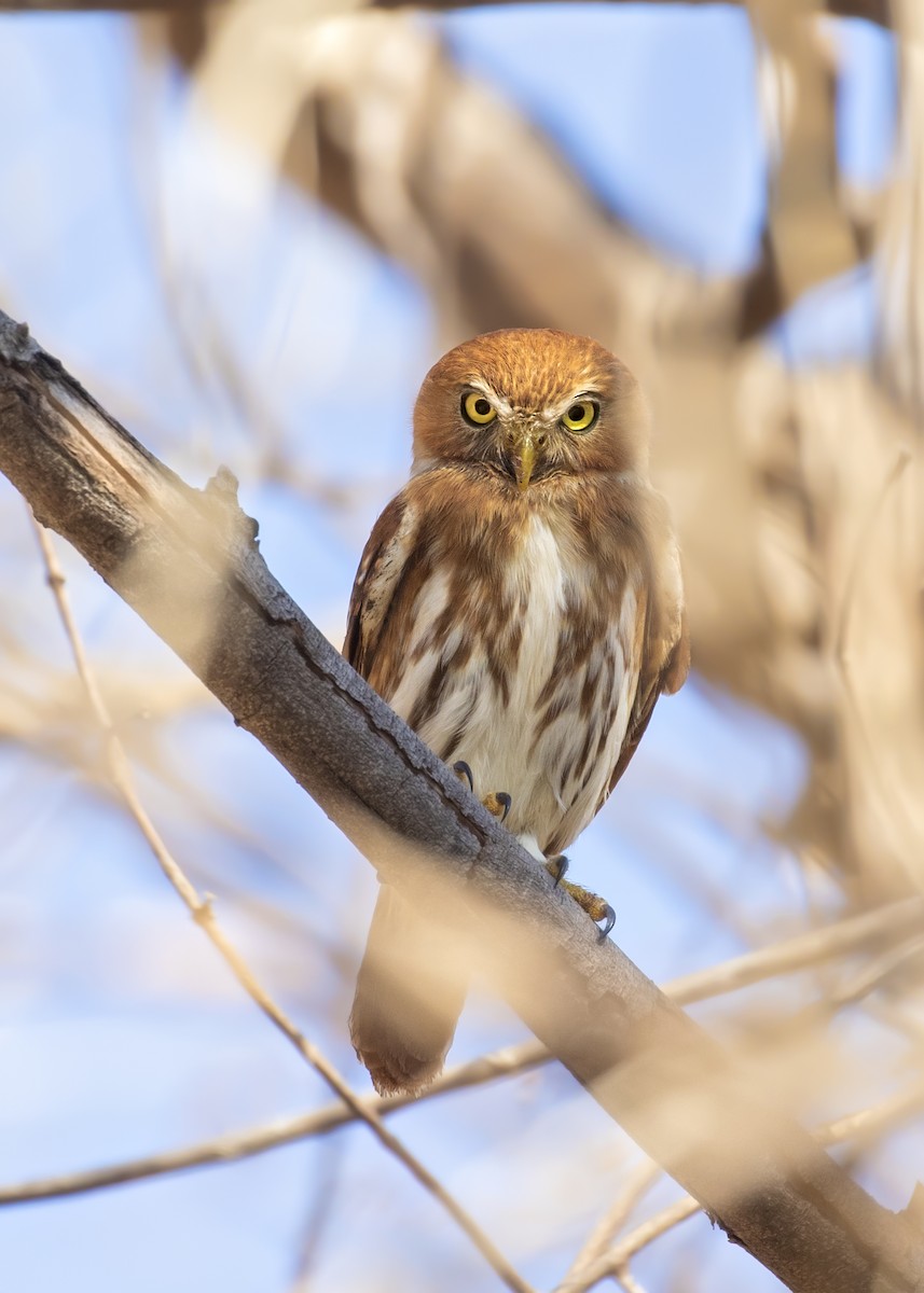 Ferruginous Pygmy-Owl - Caio Brito