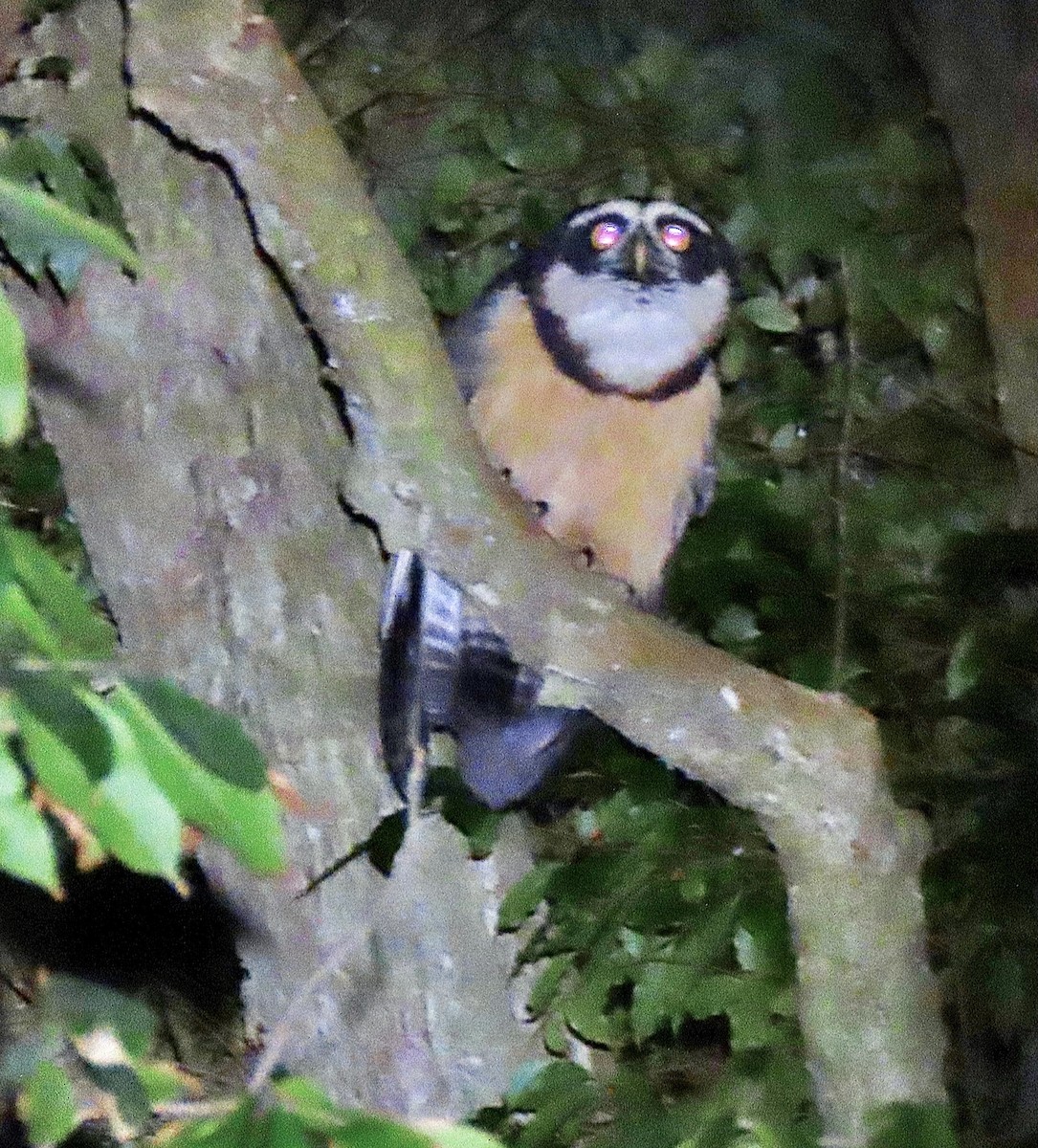 Spectacled Owl - ML412767851